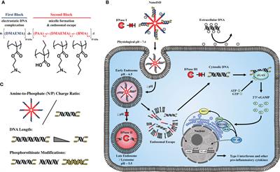 Pharmacological Activation of cGAS for Cancer Immunotherapy